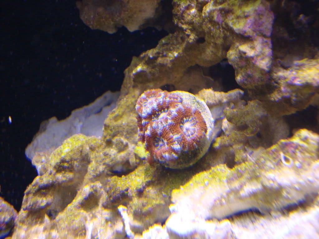 FirstSPSandclamOctober10007.jpg