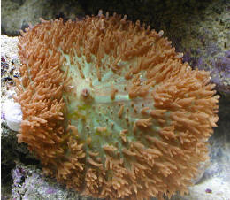 hairy%20mushroom.jpg