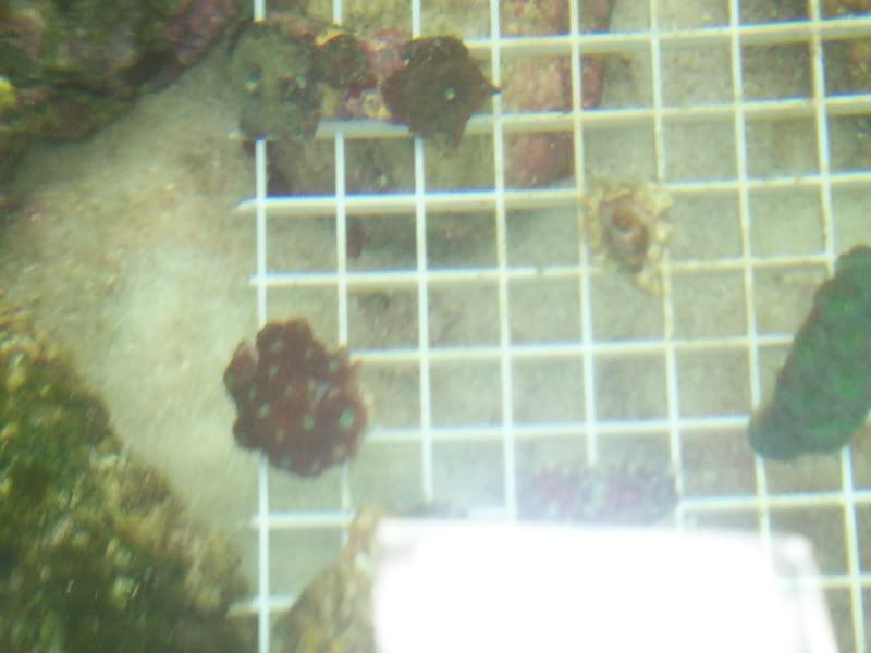 fish044.jpg