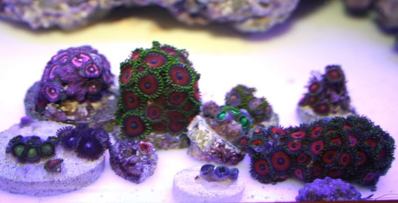 zoanthids.jpg
