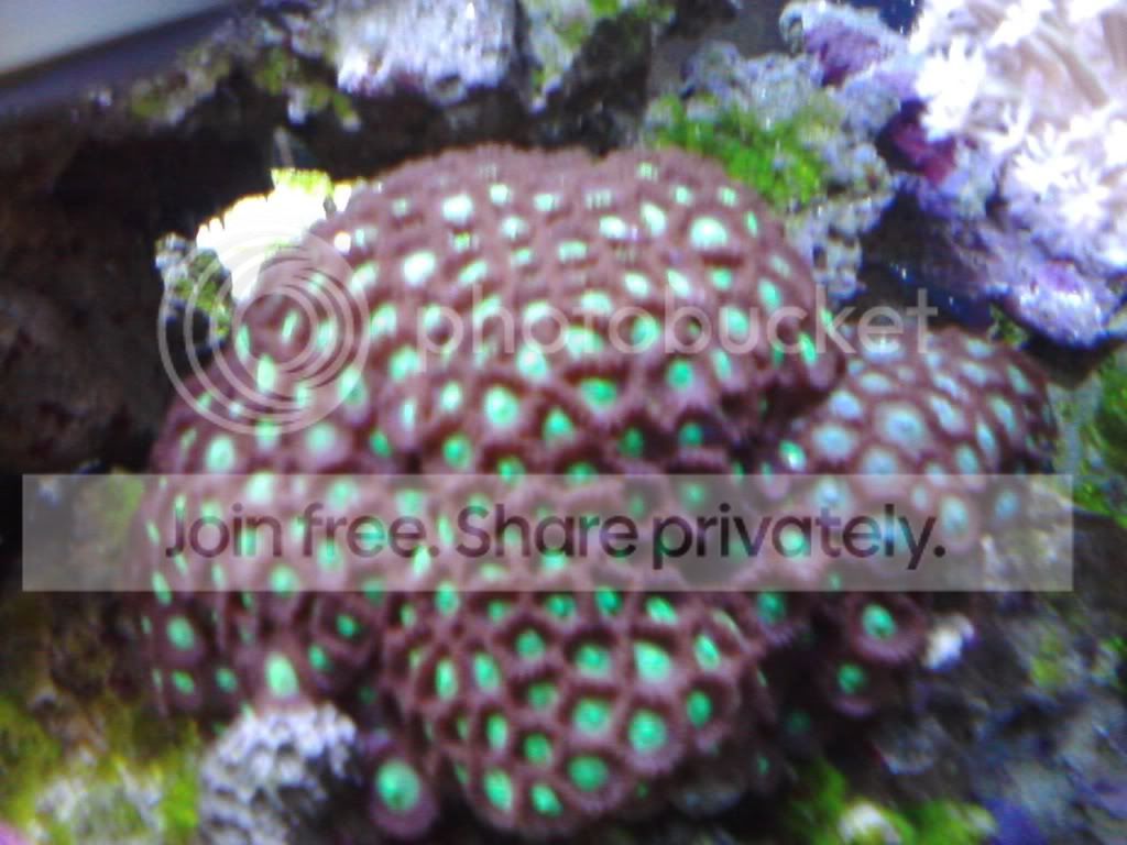 zoas.jpg