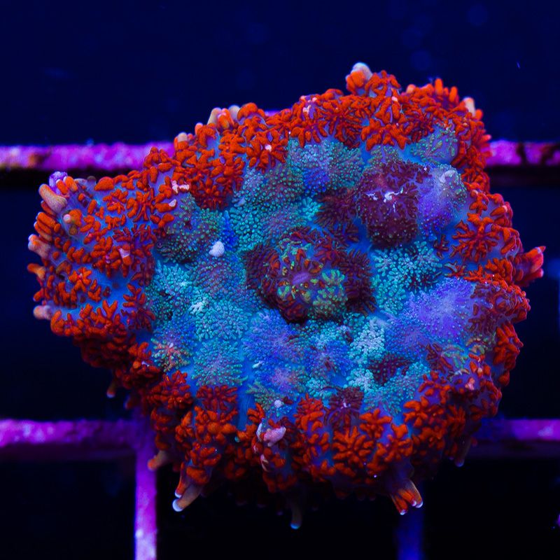 newcorals-3013b.jpg~original