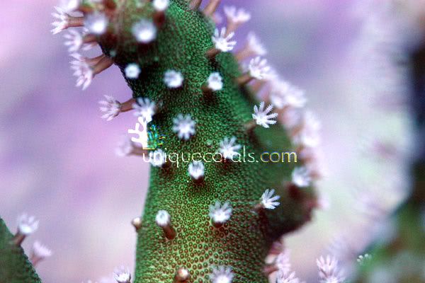greenwhite_leather_macro-1.jpg