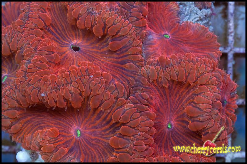 Coral_40.jpg