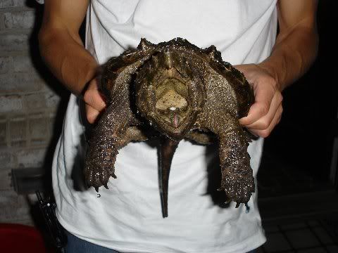 ALLIGATORSNAPPER.jpg