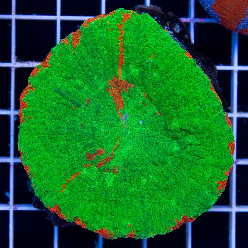 newcoral044b.jpg