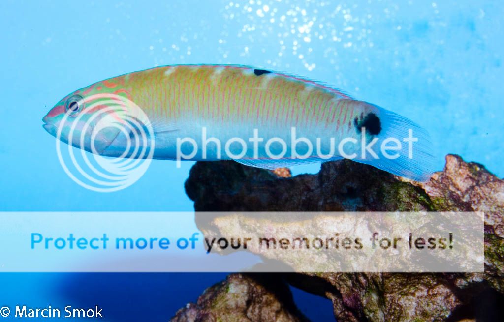 wrasse.jpg