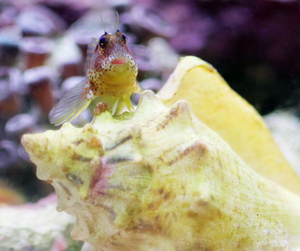 blenny.jpg