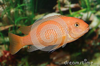 orange-african-cichlid--thumb3422806.jpg