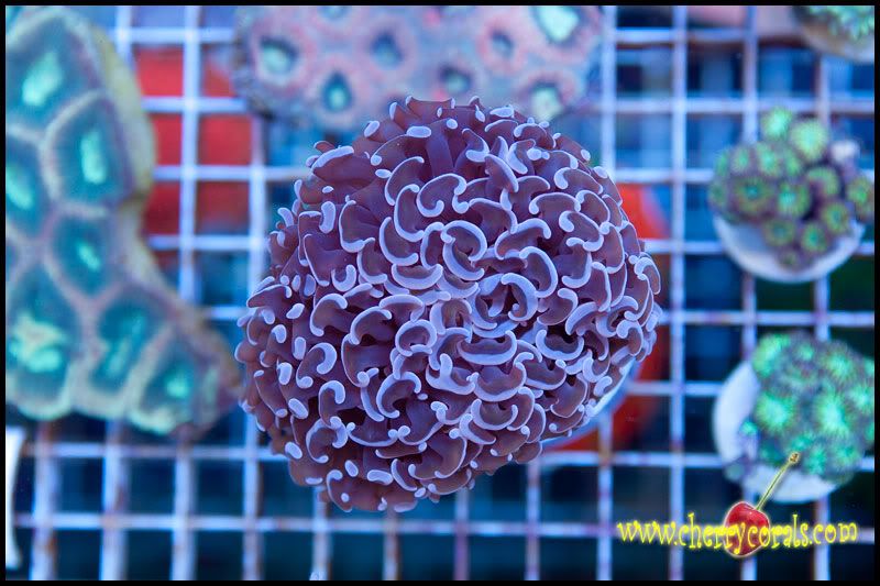 NewCorals_9-8.jpg
