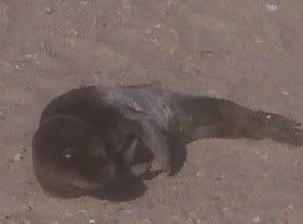 GraySeal3.jpg