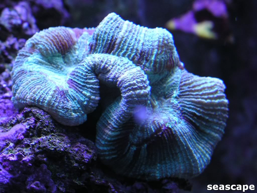 corals060.jpg