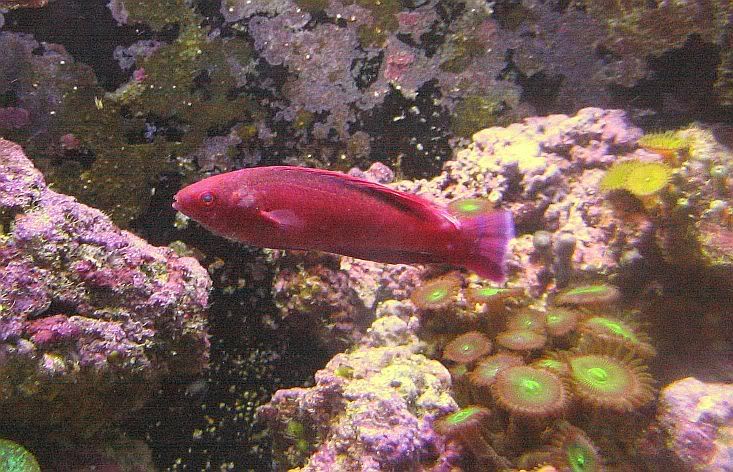 Wrasse002.jpg