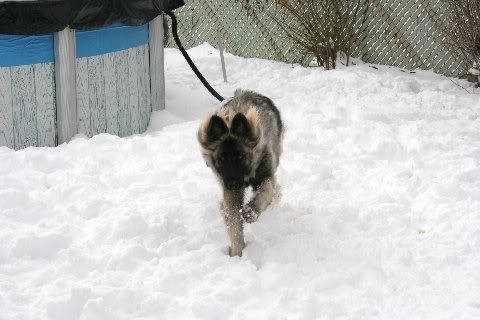 Sable1yearchristmas2010017.jpg