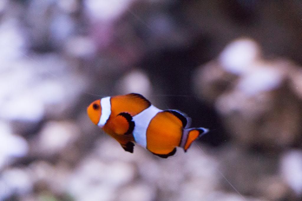Aquarium-6.jpg