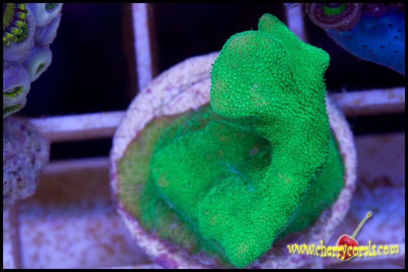 NewCorals091copy.jpg