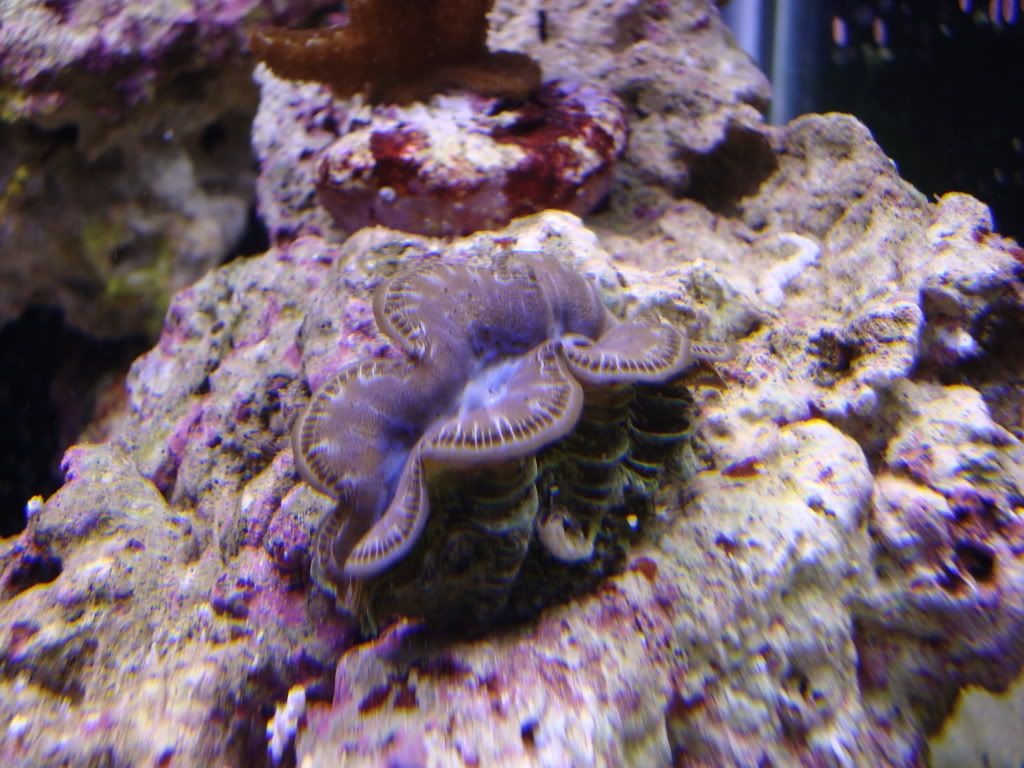 FirstSPSandclamOctober10002.jpg
