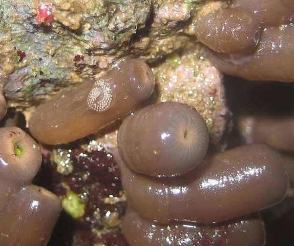 f7745aa6_9836nudi_eggs.jpeg