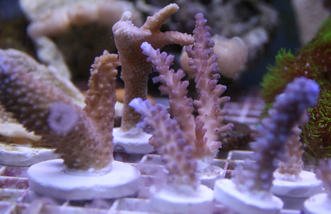 corals2.jpg