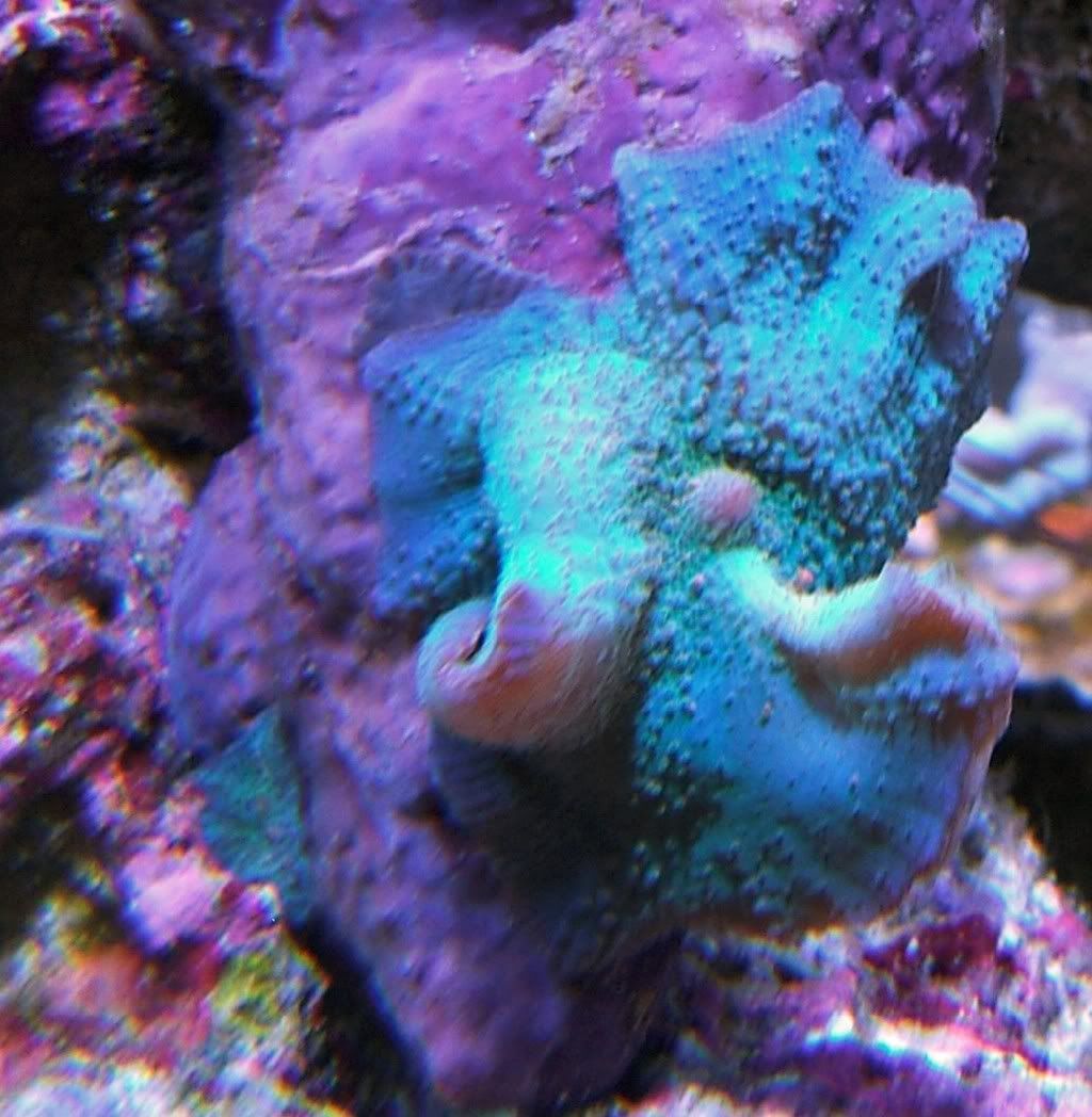 shroom.jpg