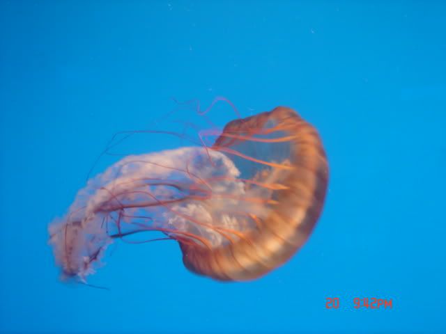 DSC01480.jpg