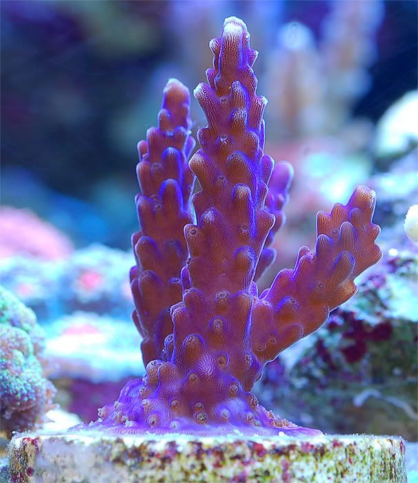 sps2fl5.jpg