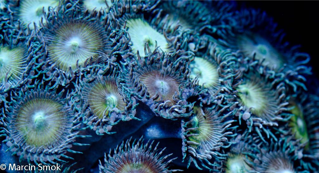 zoanthids.jpg