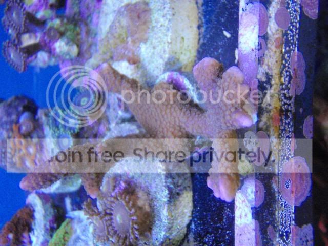 coral4sale005.jpg