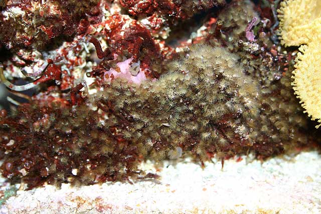 Hydroidswide.jpg