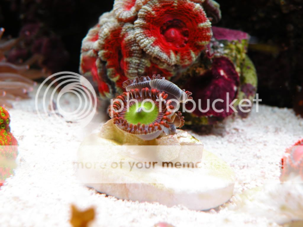 DSCN5490.jpg