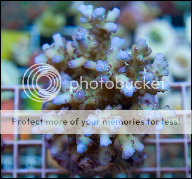 aquaculture_10.jpg