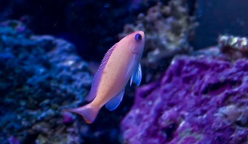 Anthias.jpg