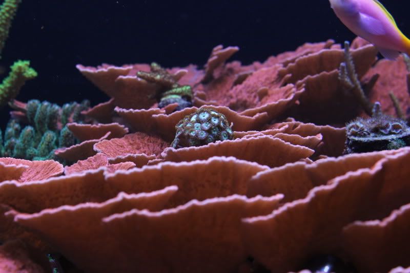 greenzoas-2.jpg