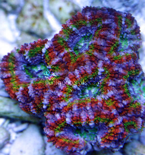 truerainbow_acan_macro.jpg
