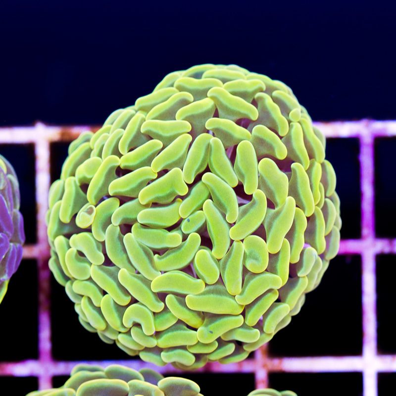 newcorals2a566b.jpg~original