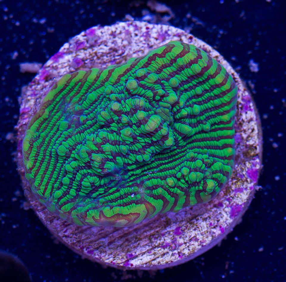 AAA-Corals_108.jpg