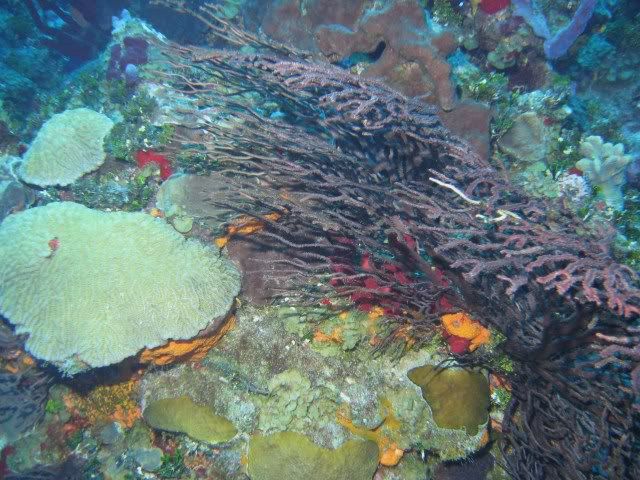 GrandCayman2010091.jpg