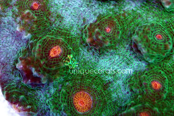 unreal_chalice_macro3-1.jpg