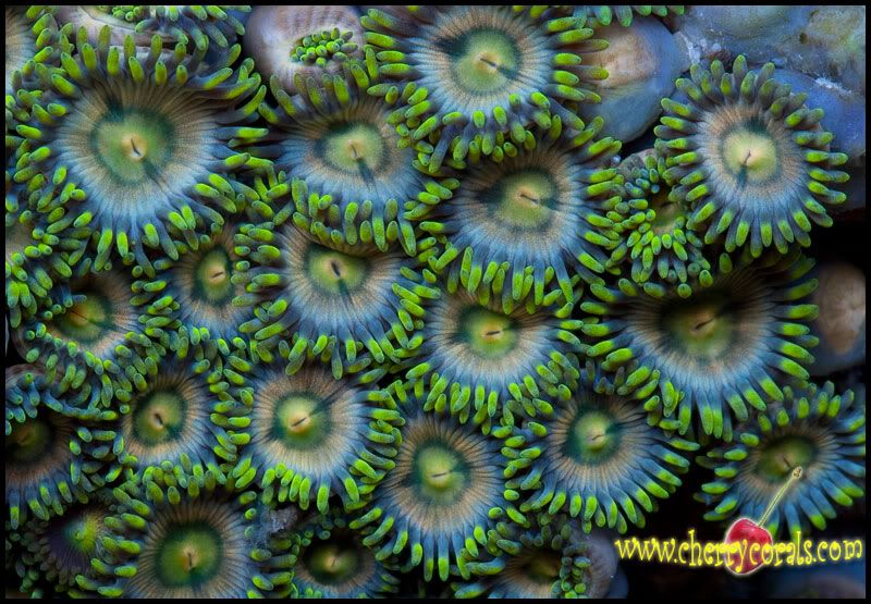 NewCorals_28-3.jpg