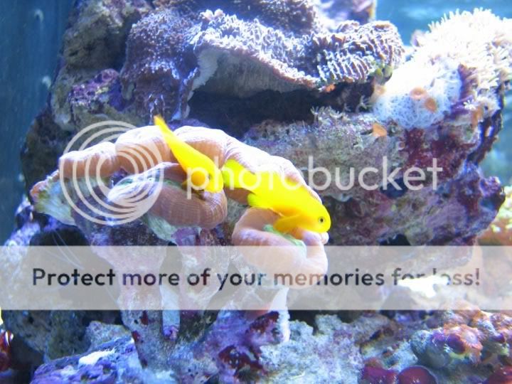 yellowgoby4.jpg