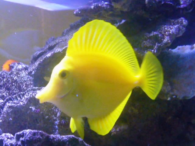 YellowTang.jpg