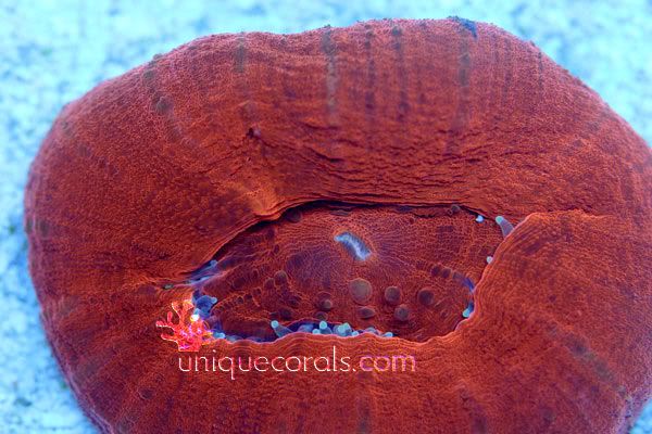 redorangescolymia_macro-1.jpg