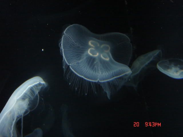 DSC01481.jpg