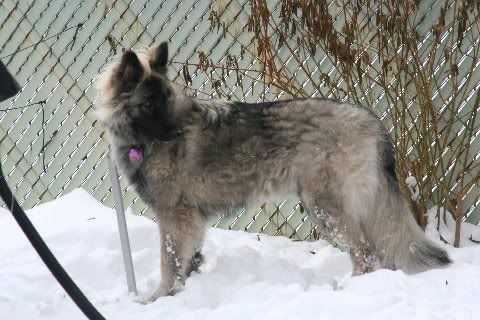 Sable1yearchristmas2010015.jpg