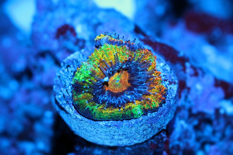 acan.jpg