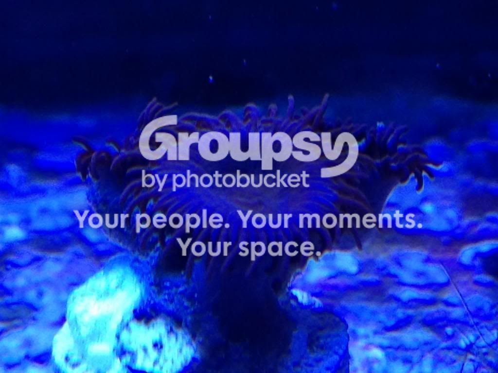 IMG_1247_zps1b11fb4a.jpg