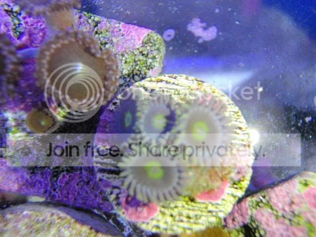 coral4sale003.jpg