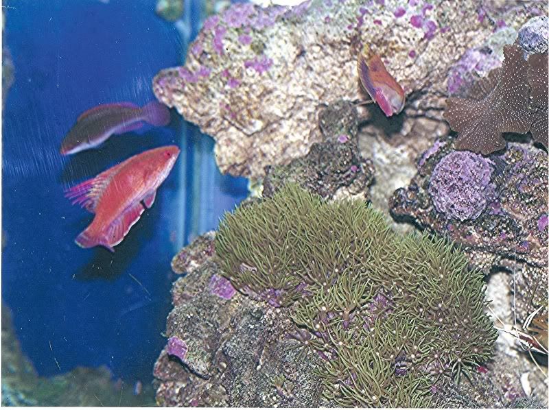 linespotflasherwrasse3.jpg
