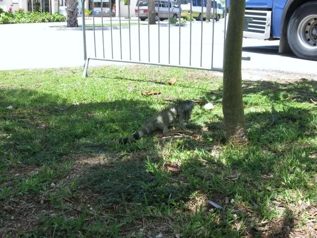 GrandCayman2010Iguana.jpg