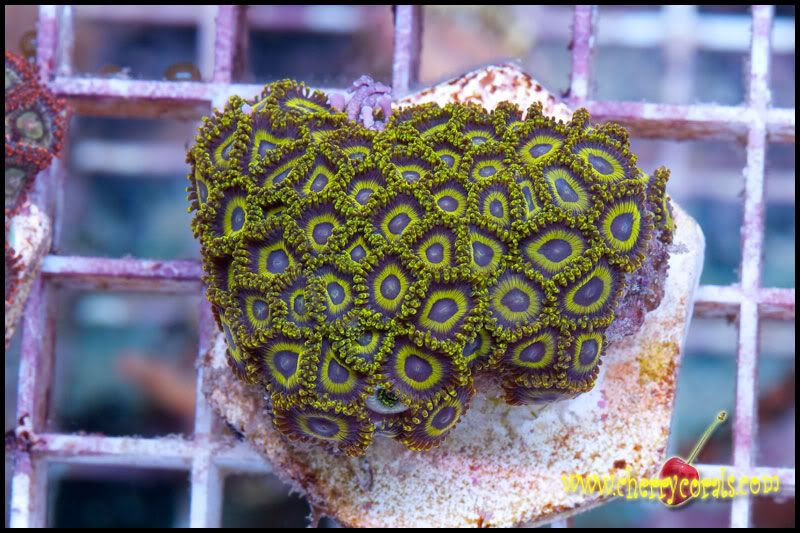 NewCorals_1-7.jpg